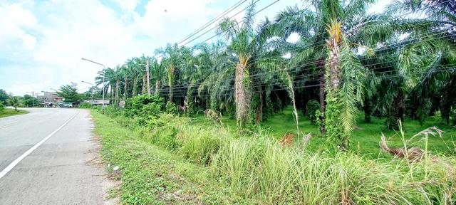 ที่ดิน ตรัง