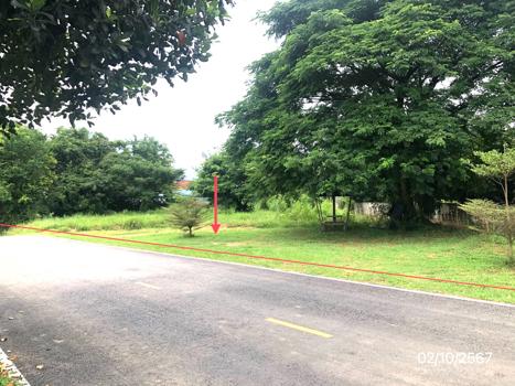 ที่ดิน พิษณุโลก