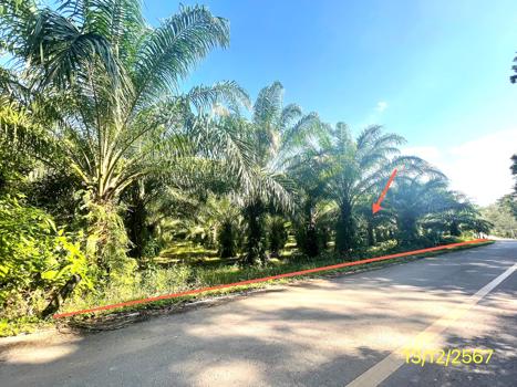 ที่ดิน ตรัง