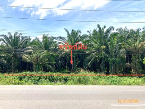 ที่ดิน สุราษฎร์ธานี