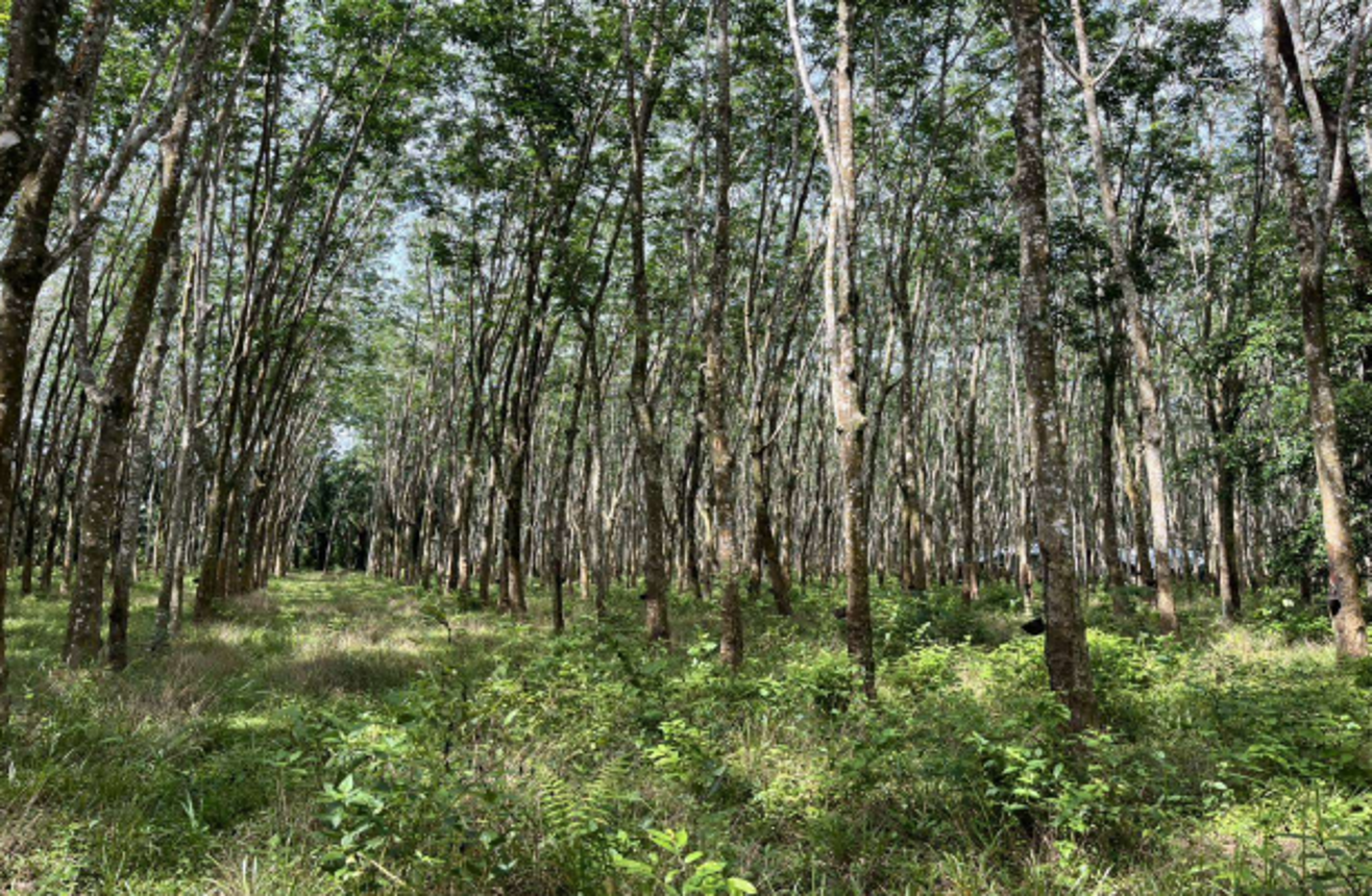 ที่ดินว่างเปล่า เกาะลันตา กระบี่