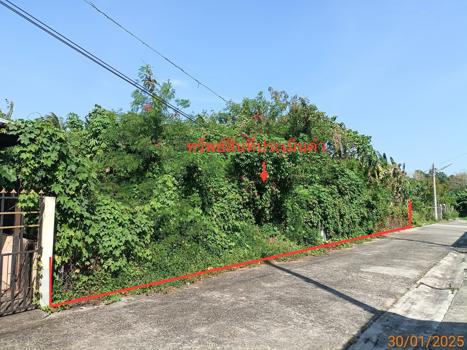 ที่ดินว่างเปล่า ตรัง