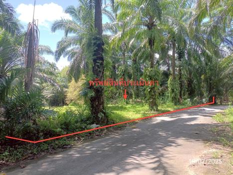 ที่ดินว่างเปล่า ตรัง