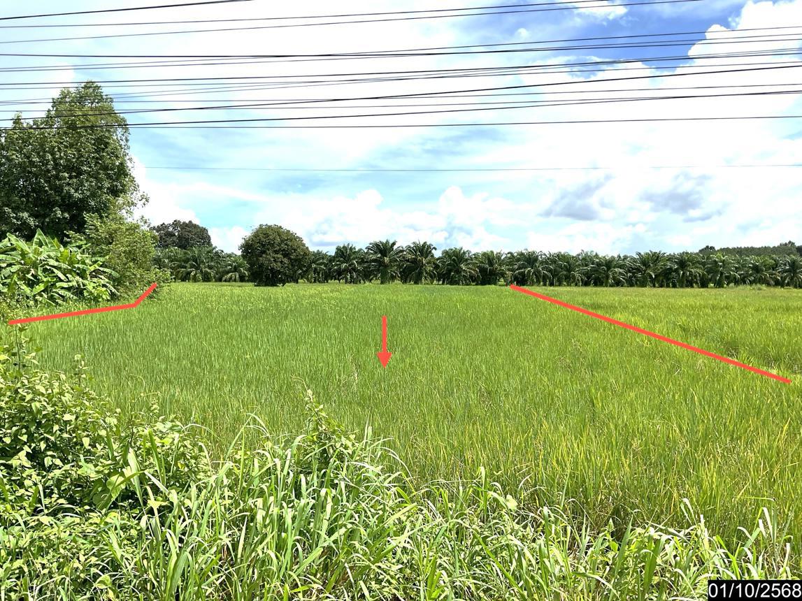 ที่ดินว่างเปล่า บึงกาฬ บึงโขงหลง