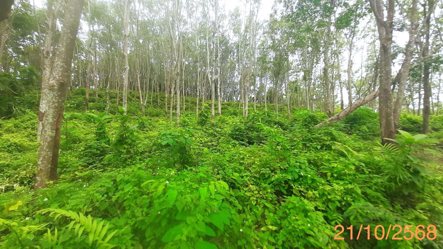 ที่ดินว่างเปล่า ถลาง ภูเก็ต