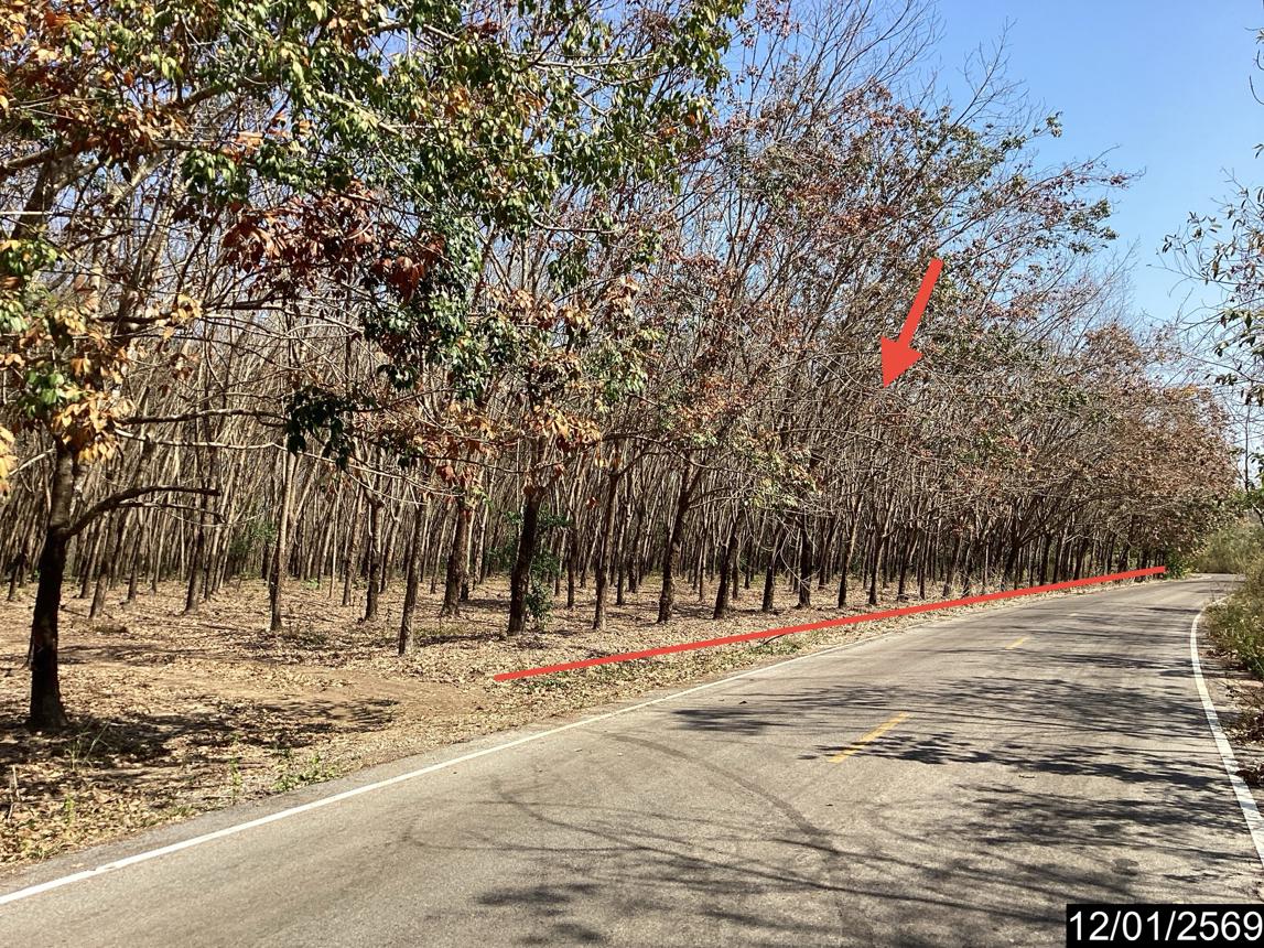 ที่ดินสวนเกษตรในเมืองบึงกาฬ จังหวัดบึงกาฬ